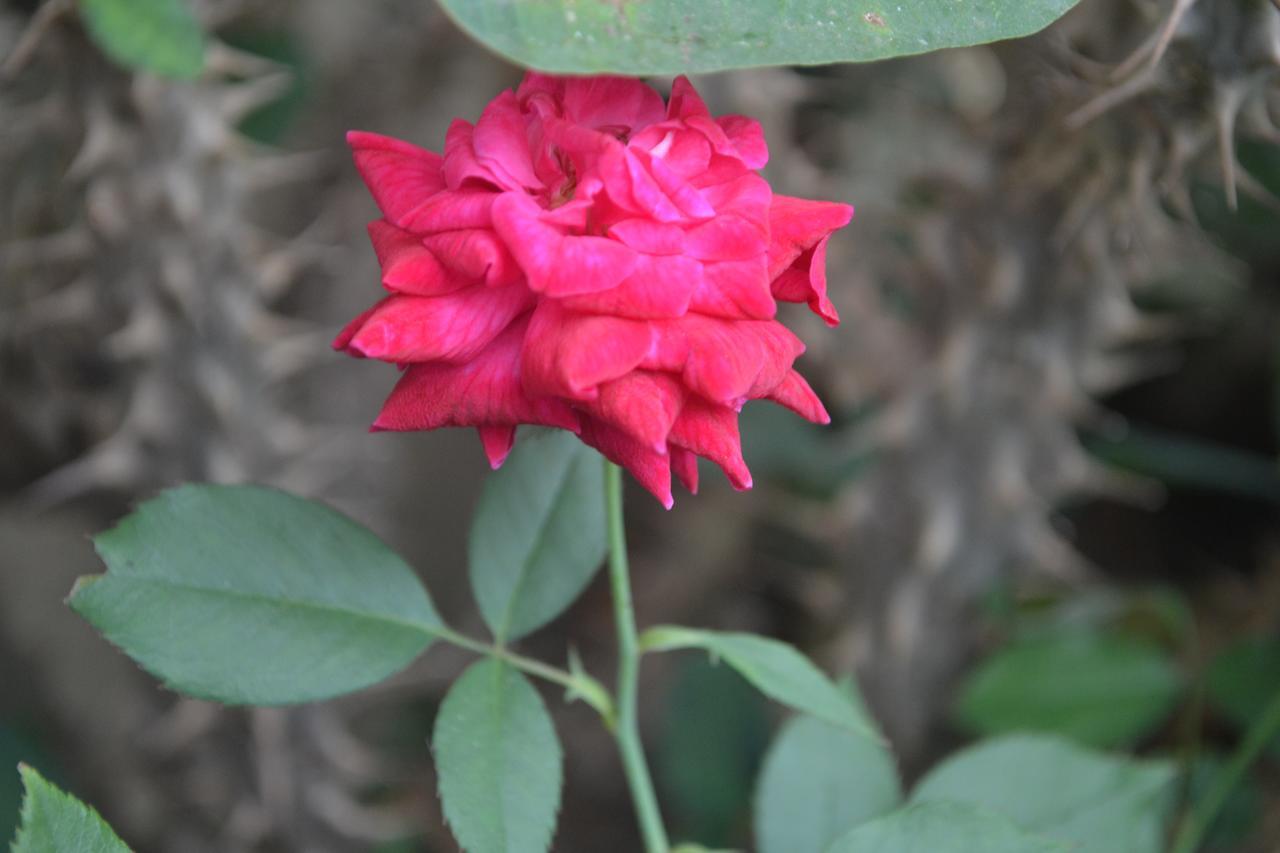 Hotel Sun Plaza-Near Konark Sun Temple- Couple Friendly-Best Choice Of Travellers 外观 照片